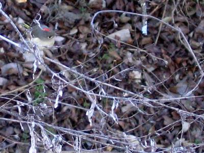 u16/photoman/medium/39067232.RedHeadBird.jpg