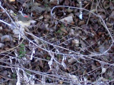 Ruby-crowned Kinglet