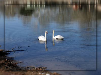 u16/photoman/medium/39067240.Swans256.jpg