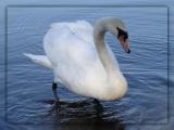 Swan-239