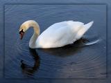 Swan-244