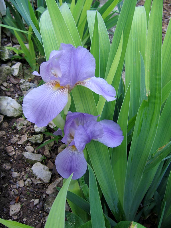 Iris