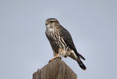 Merlin  1004-2j  Fort Road