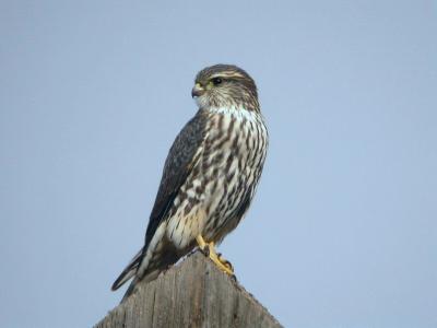 Merlin  1004-6j  Fort Road