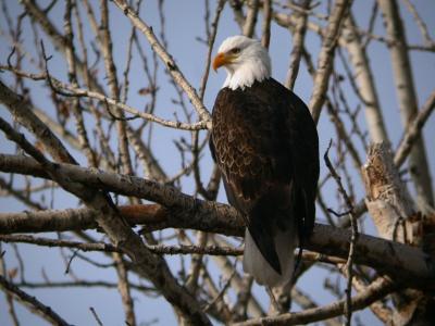 Bald Eagle 0105-10j  Naches River