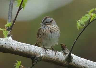 Lincoln's Sparrow 0405-3j Yard