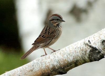 Lincoln's Sparrow 0405-1j Yard