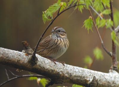 Lincoln's Sparrow 0405-5j Yard