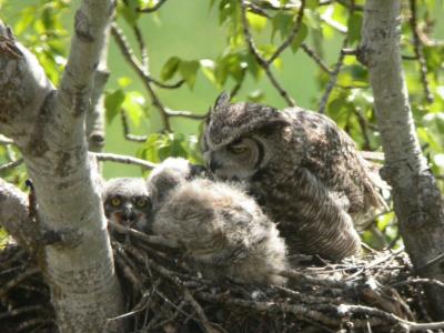 Great Horned Owl and Juveniles  0405-6j  Kittitas
