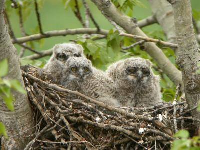 Great Horned Owl Juveniles  0405-1j  Kittitas