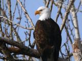 Bald Eagle 0105-9j  Naches River