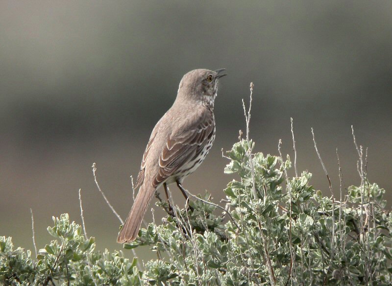 Singing Sage Thrasher 0405-2j  Umtanum Road