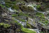 Mossy Water Flow