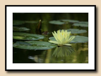 Monet waterlily copy.jpg
