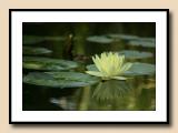 Monet waterlily copy.jpg