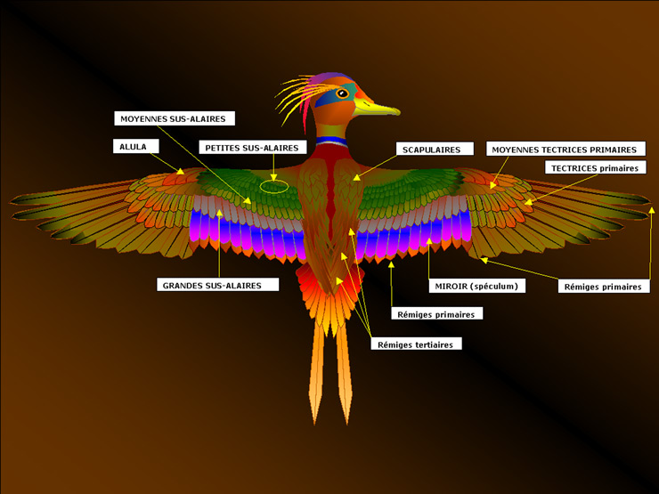 ANATOMIE OISEAU  / dessin PiJoly