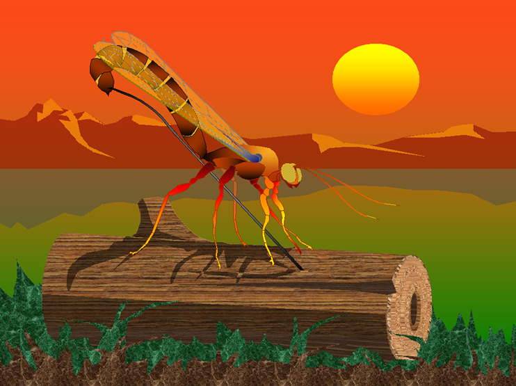 ICHNEUMON  / dessin PWP PiJoly