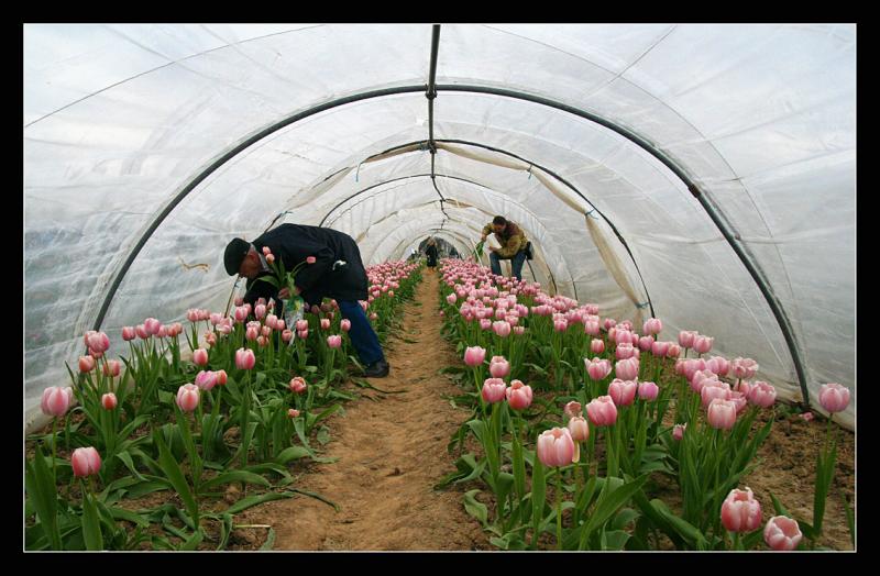 Cueillette des tulipes