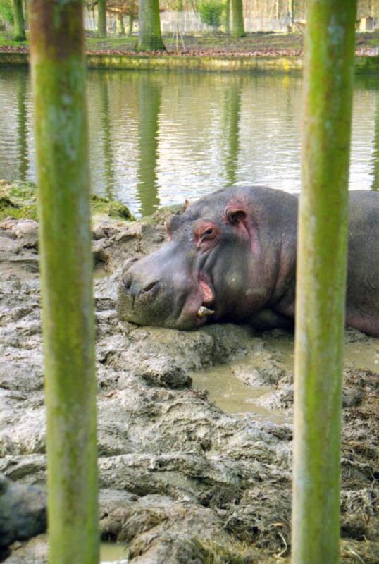 l'hippo d'ozoir