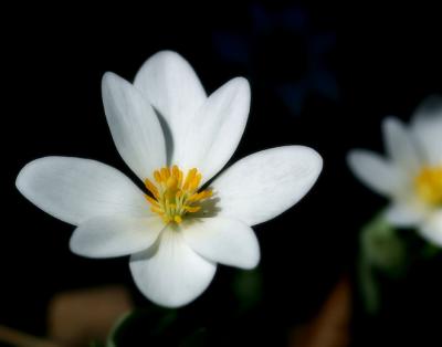 First Flowers