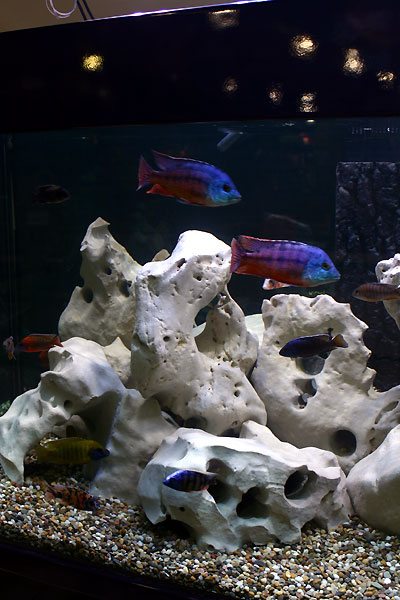 Malawi-Lake Cichlid`s