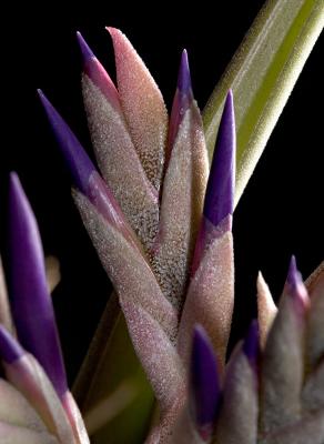 <i>Tillandsia paucifolia</i>