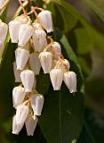 2005-04-16: Pieris japonica