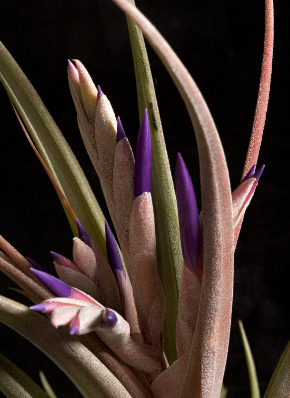 2005-04-13: Tillandsia paucifolia