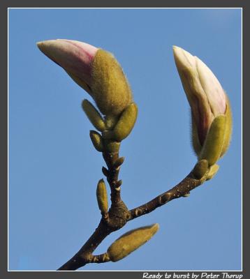 Ready to burst