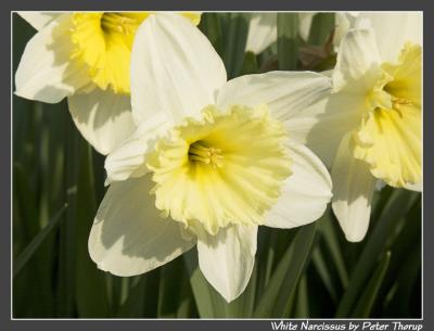 White Narcissus