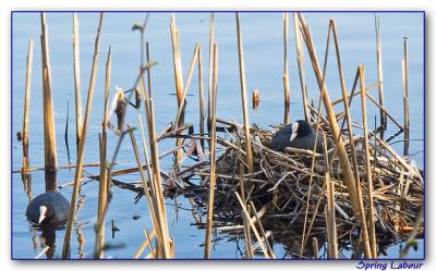 Spring Labour