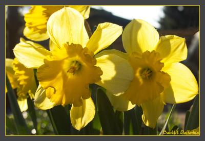Backlit Daffodils