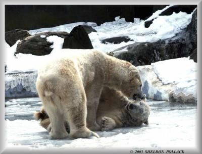u16/pollackphoto/medium/14018849.polarbears2.jpg