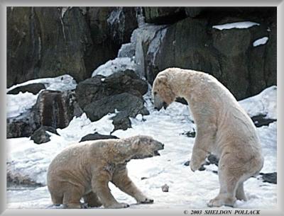 u16/pollackphoto/medium/14018850.polarbears3.jpg