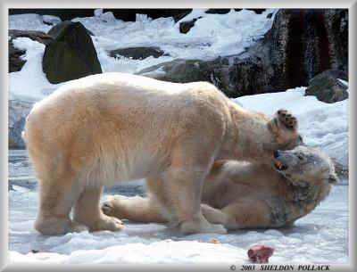 u16/pollackphoto/medium/14018852.polarbears5jpg.jpg