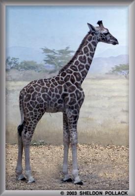 u16/pollackphoto/medium/14018854.babygiraffe.jpg