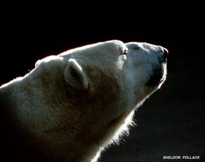u16/pollackphoto/medium/5186259.polarbear5.jpg