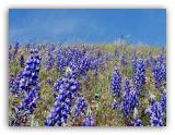 Field Of Lupines