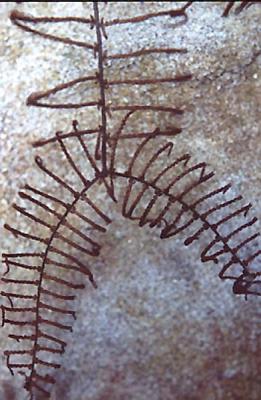 Microfern on rock.