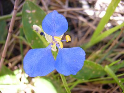 Blue coastal flower-web.