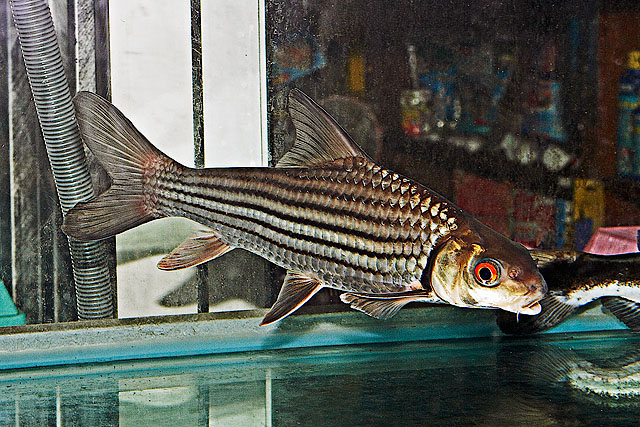Julliens Golden Carp