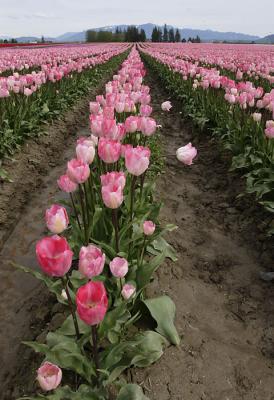 Tulipscape.jpg