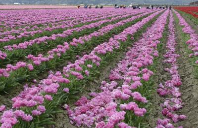 Beheading Tulips.jpg