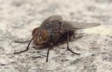mouche