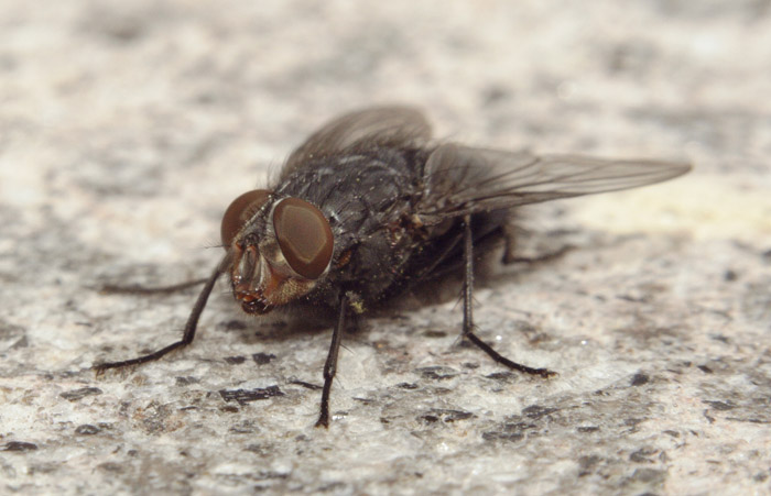 mouche