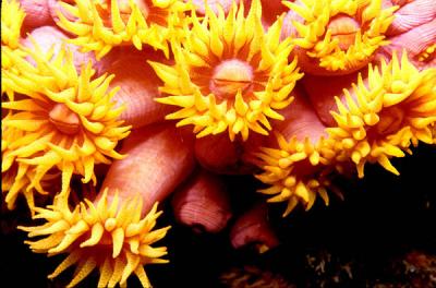 Sun coral (Tubastrea coccinea.)