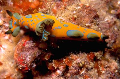 Nudibranquio