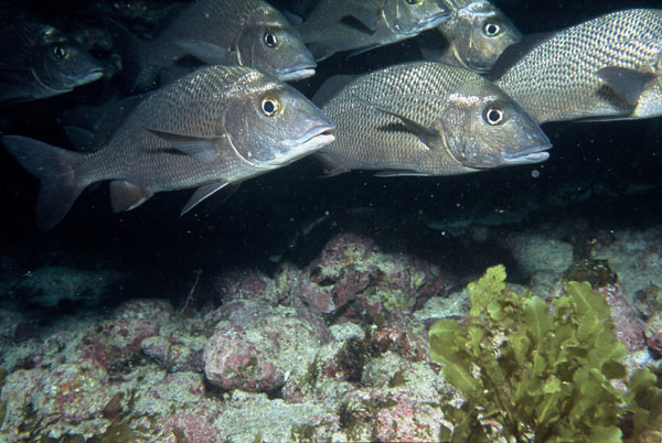 Sargos de beio (Haemulon parra)