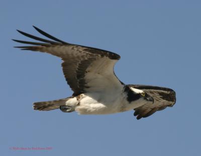 Osprey in flight1 8x6.jpg