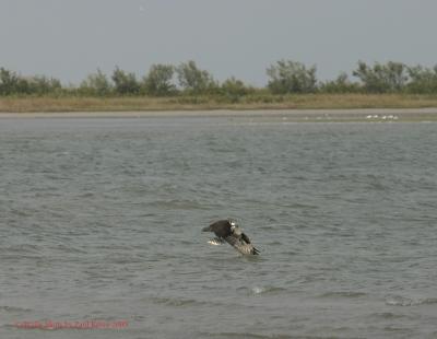 Osprey4 lifting out with fish 8x6.jpg